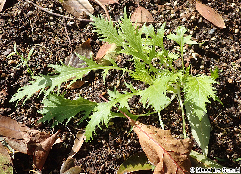 ミズナ Brassica rapa var. nipposinica