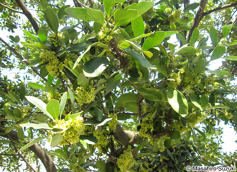 モチノキ Ilex integra