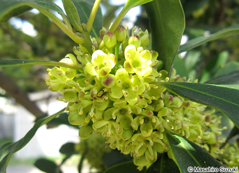 モチノキの花
