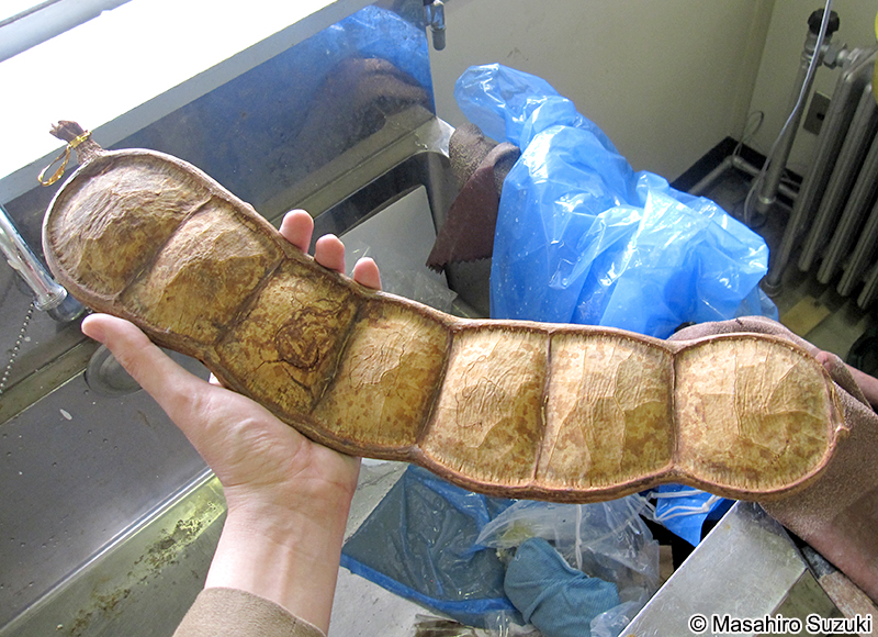 モダマ Entada tonkinensis