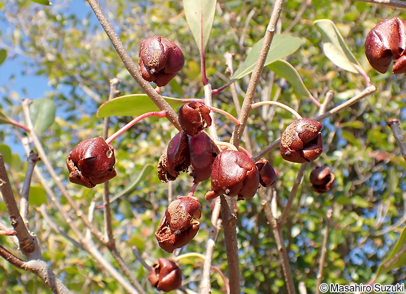 モッコクの果実