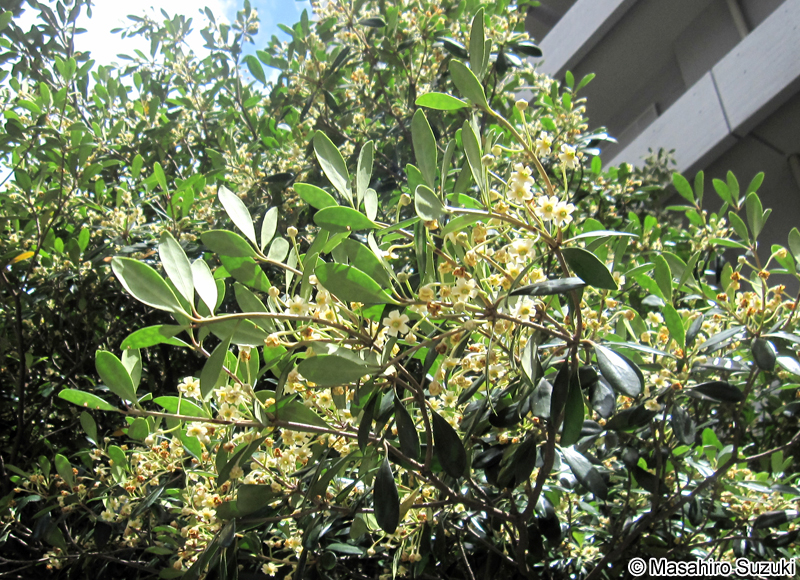 モッコク Ternstroemia gymnanthera