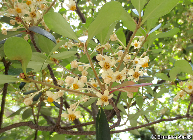 モッコク Ternstroemia gymnanthera
