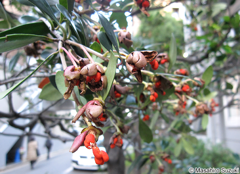 モッコクの果実