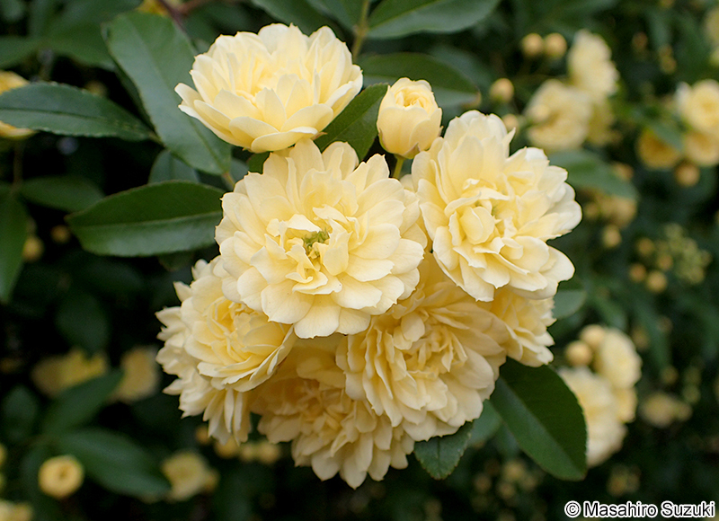 モッコウバラの花