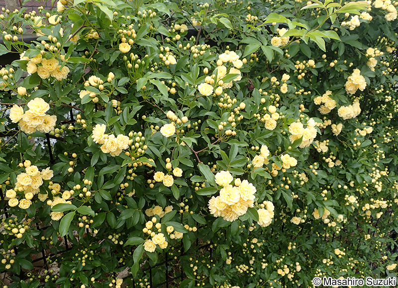 モッコウバラ Rosa banksiae