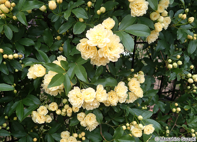 モッコウバラの花