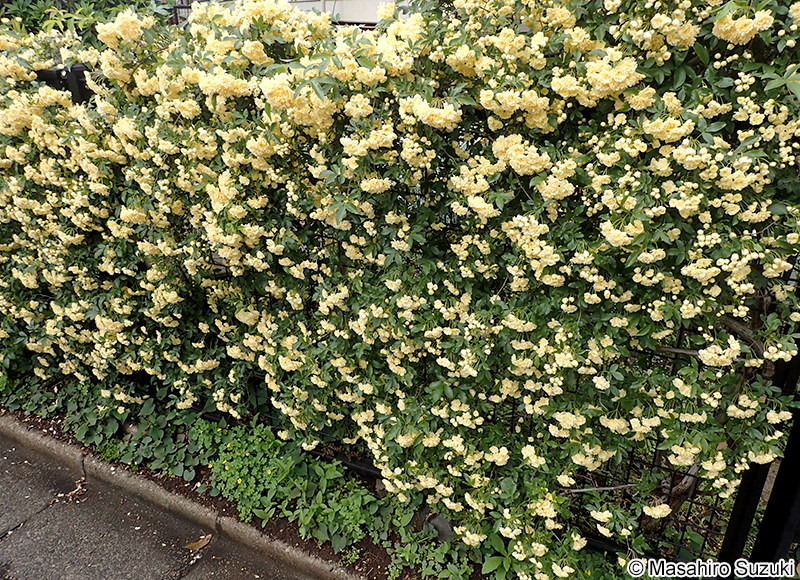 モッコウバラ Rosa banksiae