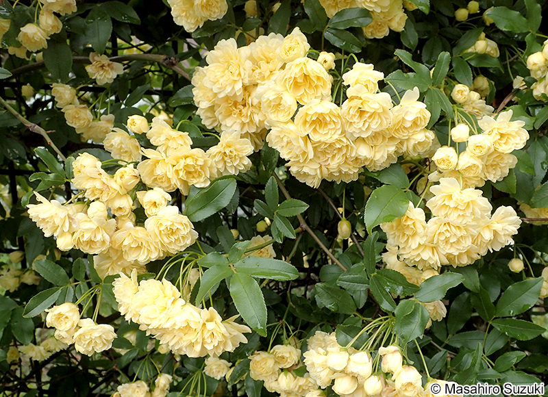 モッコウバラ Rosa banksiae