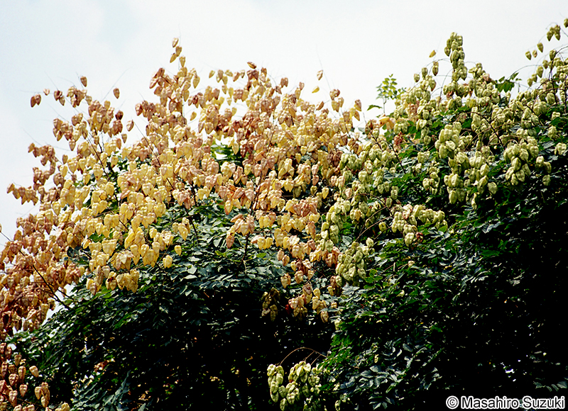 モクゲンジ Koelreuteria paniculata