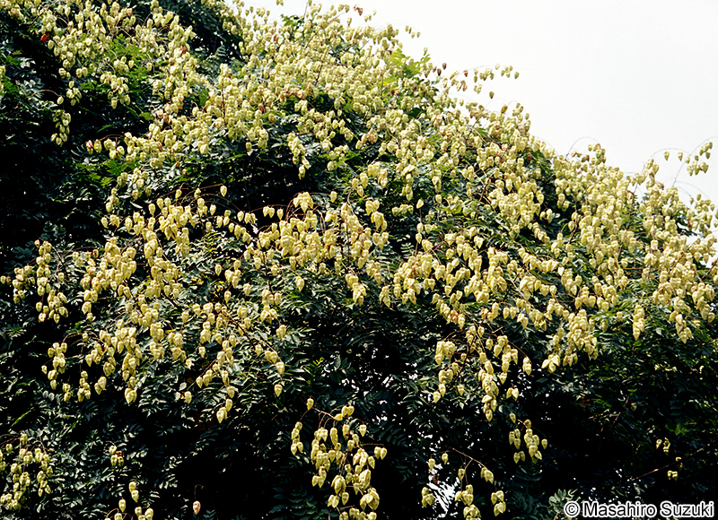 モクゲンジ Koelreuteria paniculata