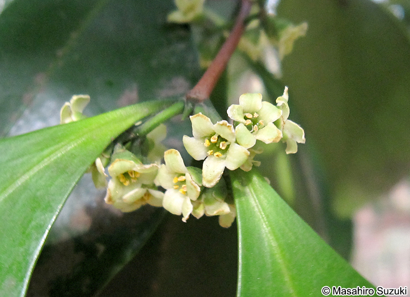 モクレイシ Microtropis japonica