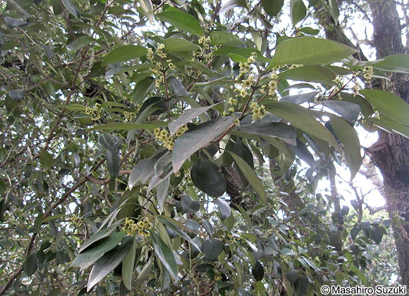 モクレイシ Microtropis japonica