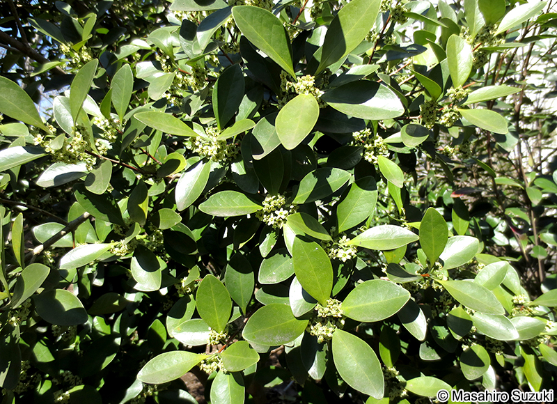 モクレイシ Microtropis japonica