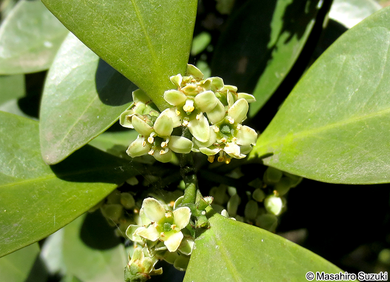 モクレイシ Microtropis japonica