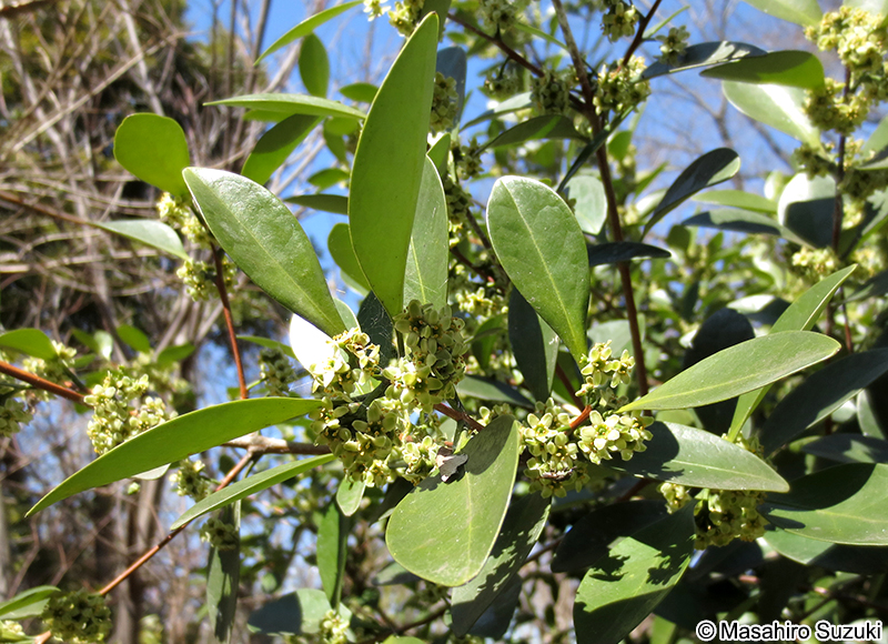 モクレイシ Microtropis japonica