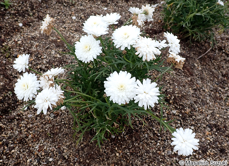 モリンバ Argyranthemum frutescens