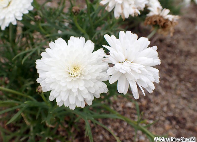 モリンバ Argyranthemum frutescens