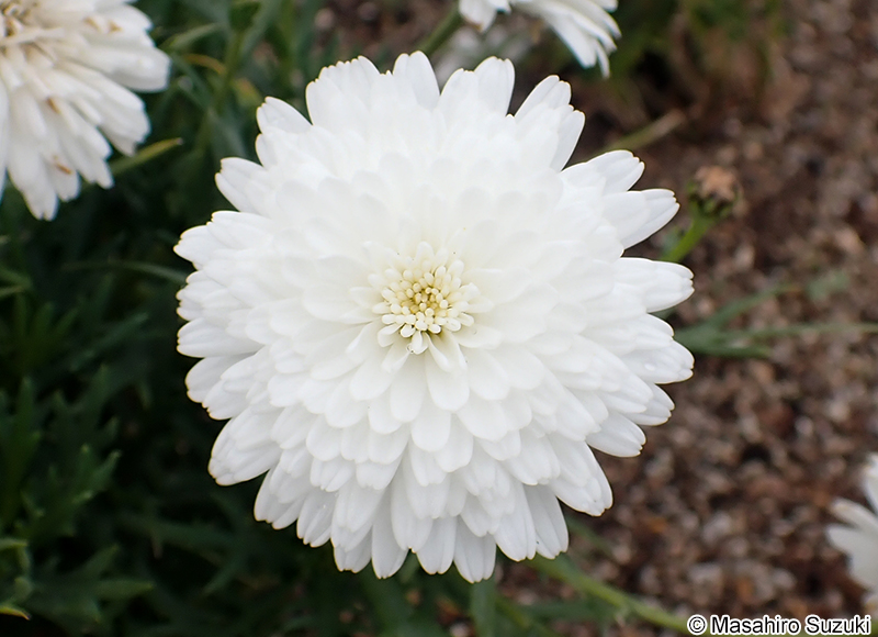 モリンバ Argyranthemum frutescens