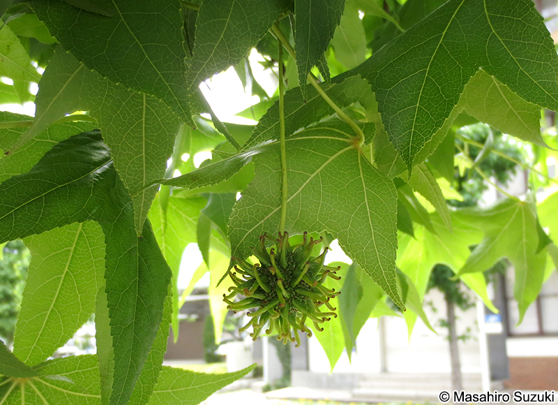 モミジバフウ Liquidambar styraciflua