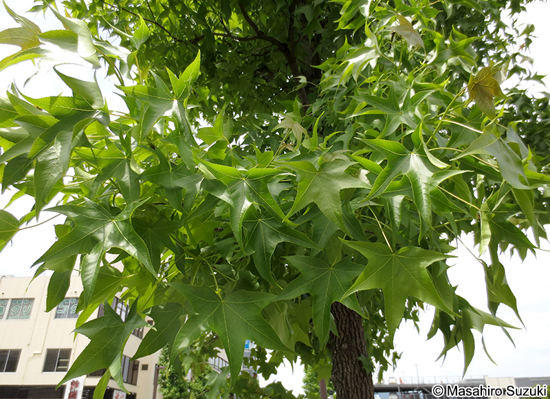 モミジバフウ Liquidambar styraciflua