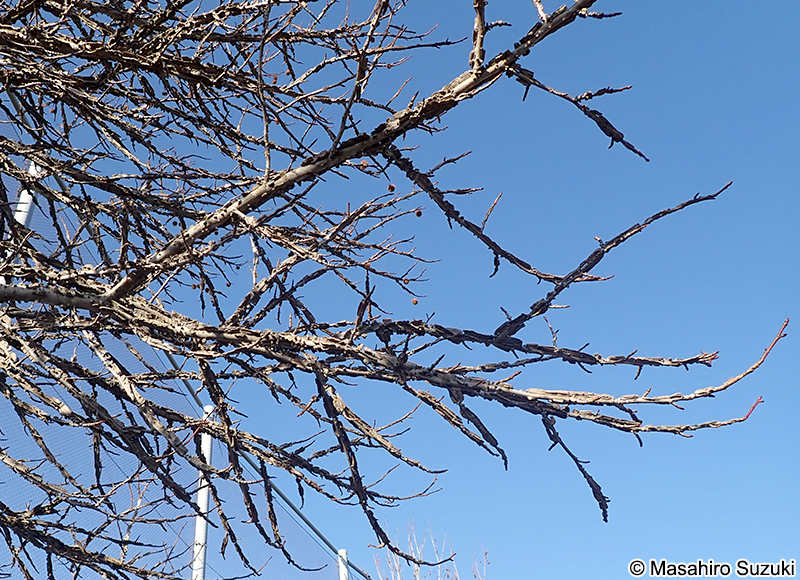 モミジバフウの翼