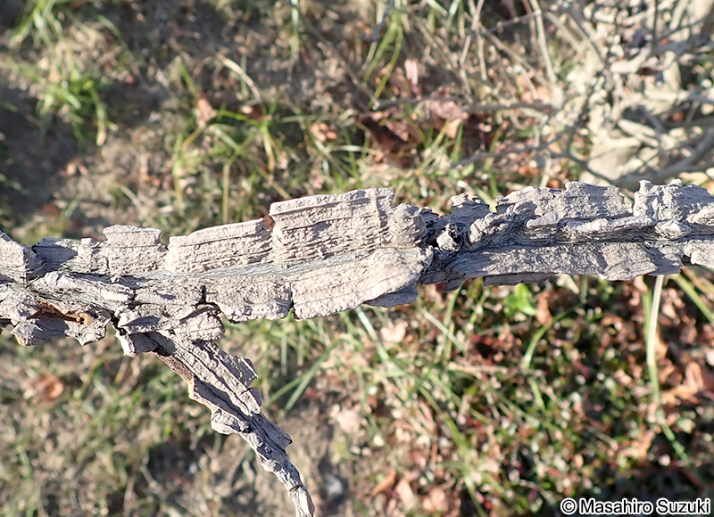 モミジバフウの翼