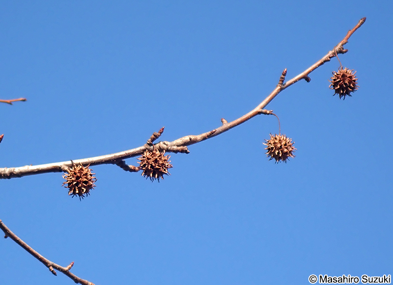 モミジバフウ Liquidambar styraciflua