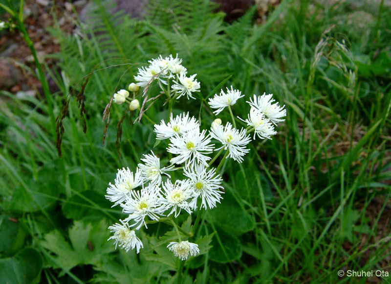 モミジカラマツ Trautvetteria caroliniensis var. japonica