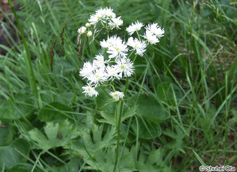 モミジカラマツ Trautvetteria caroliniensis var. japonica