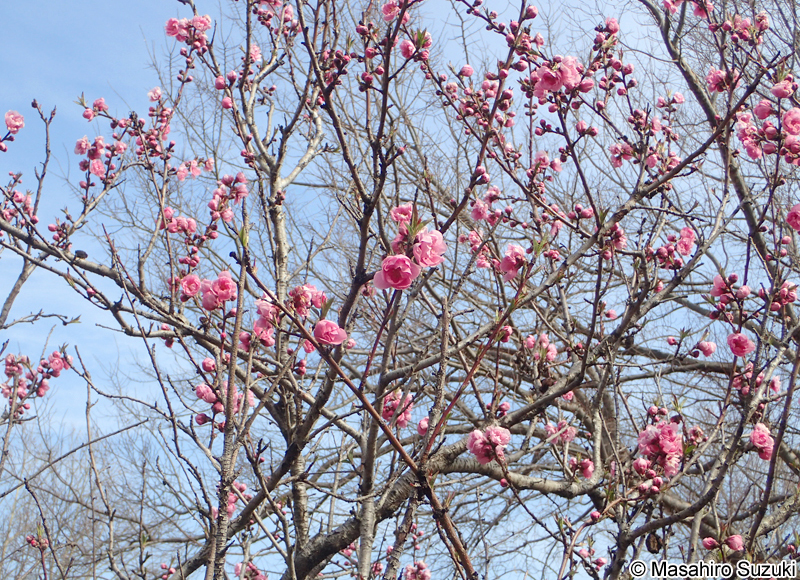 モモ Amygdalus persica