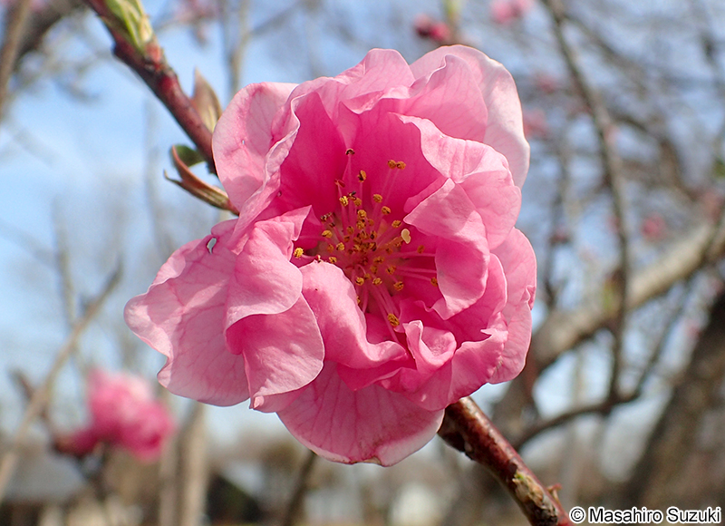 モモ Amygdalus persica
