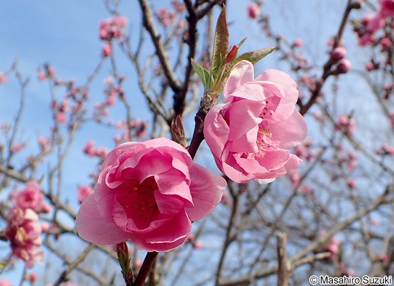 モモ Amygdalus persica