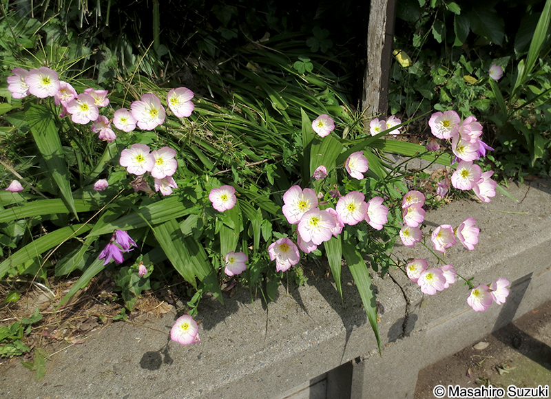 モモイロヒルザキツキミソウ Oenothera speciosa var. childsii