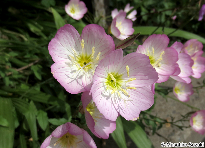 モモイロヒルザキツキミソウ Oenothera speciosa var. childsii