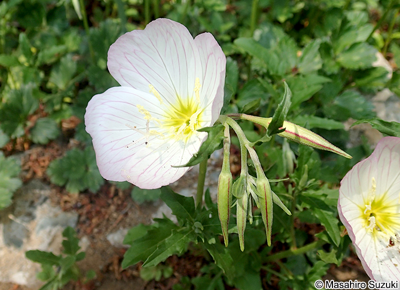モモイロヒルザキツキミソウ Oenothera speciosa var. childsii