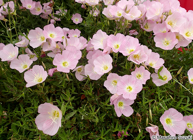 モモイロヒルザキツキミソウ Oenothera speciosa var. childsii