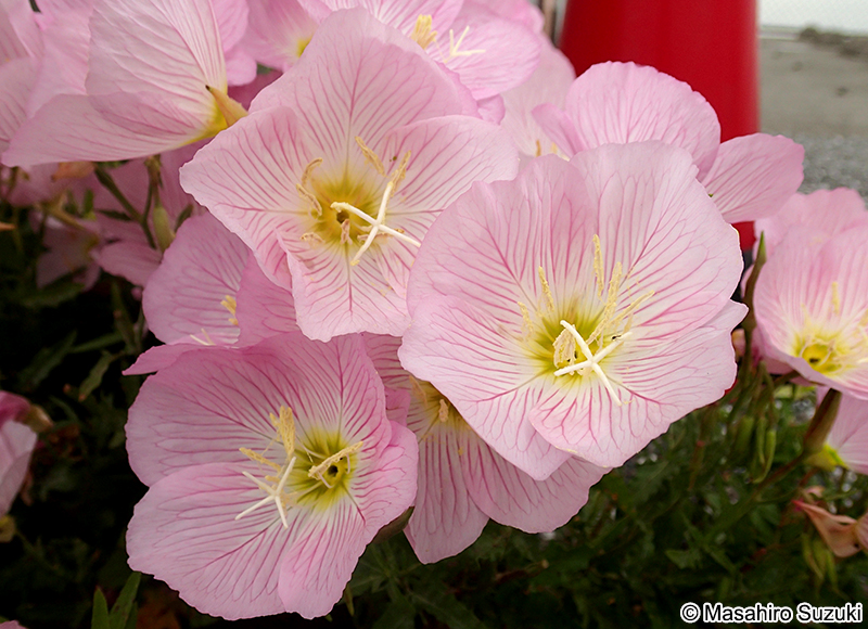 モモイロヒルザキツキミソウの花