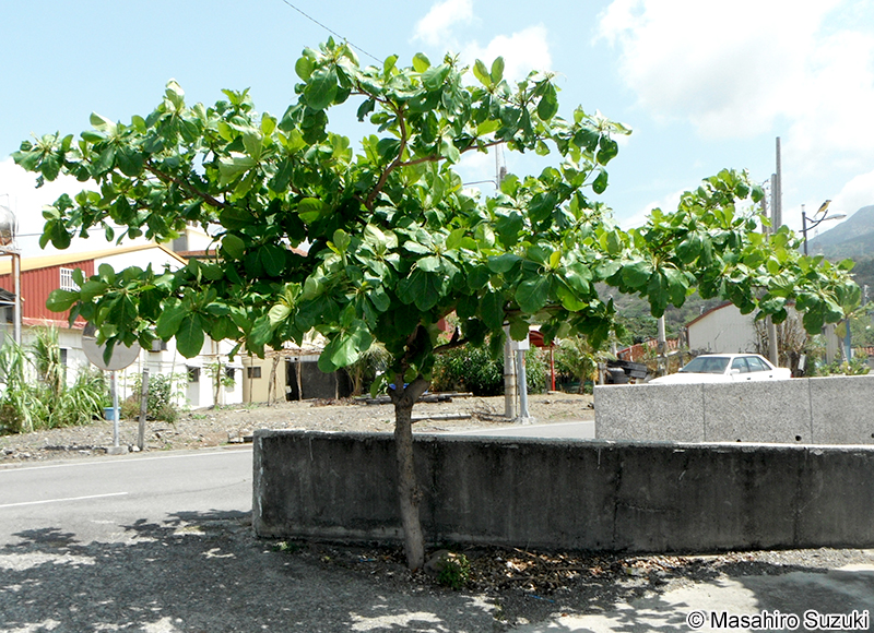 モモタマナ Terminalia catappa