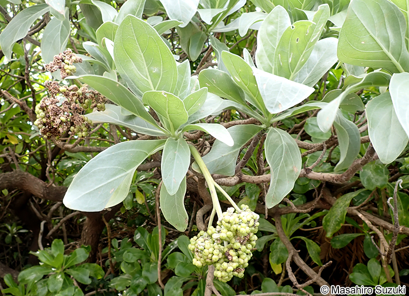 モンパノキ Heliotropium arboreum