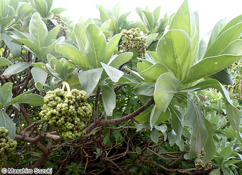 モンパノキ Heliotropium arboreum