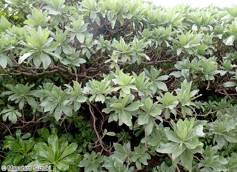 モンパノキ Heliotropium arboreum