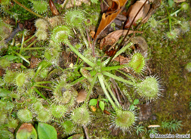 モウセンゴケ属 Drosera