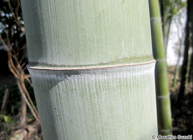 モウソウチク Phyllostachys edulis