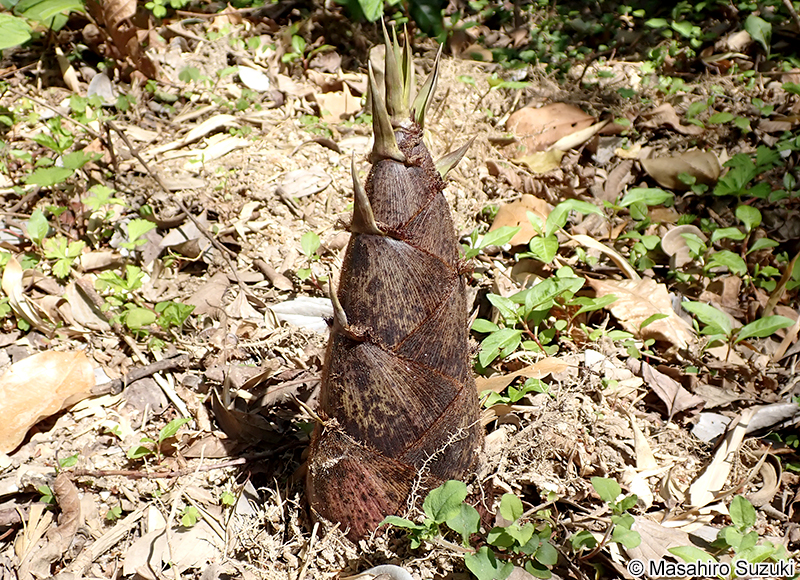 モウソウチク Phyllostachys edulis