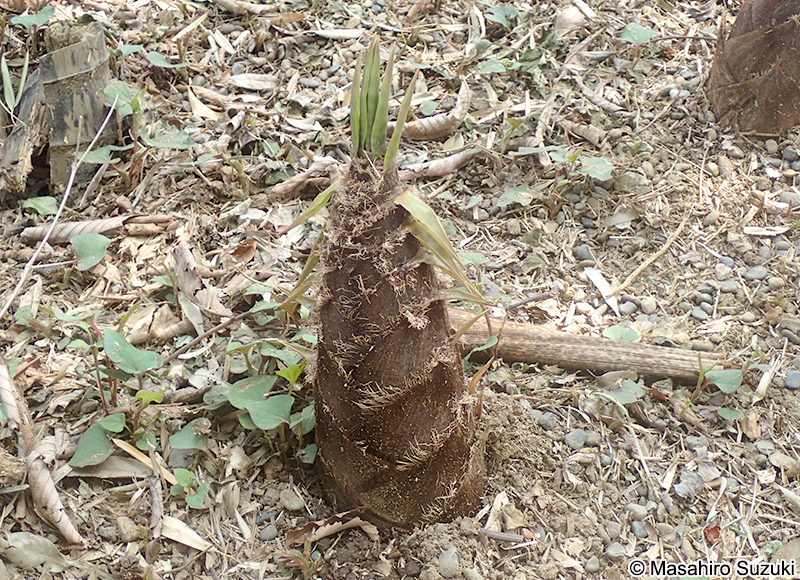 モウソウチク Phyllostachys edulis