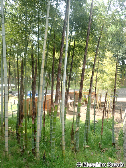 モウソウチク Phyllostachys edulis