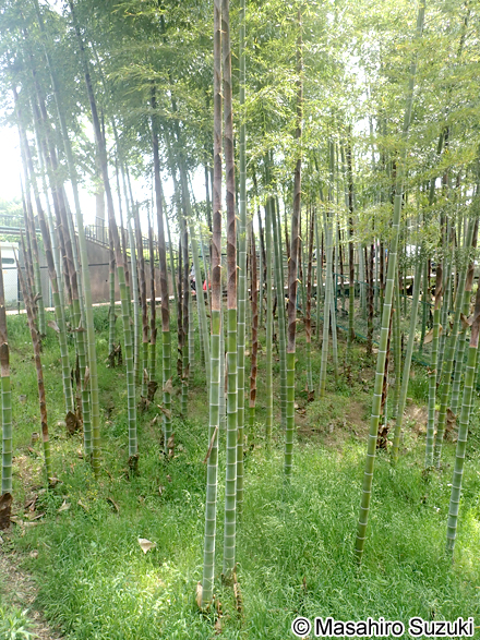 モウソウチク Phyllostachys edulis