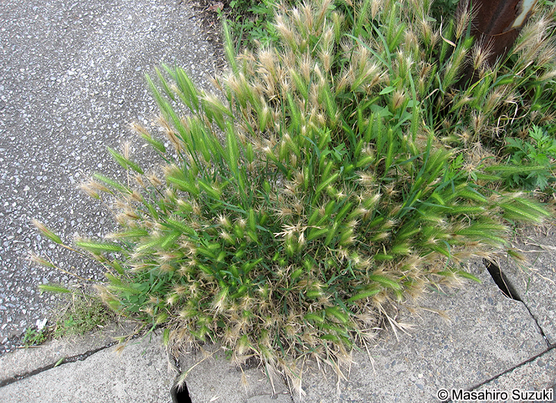 ムギクサ Hordeum murinum
