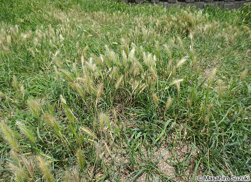 ムギクサ Hordeum murinum